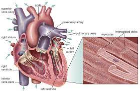 Cơ tim. Nguyên nhân, triệu chứng, chẩn đoán và điều trị