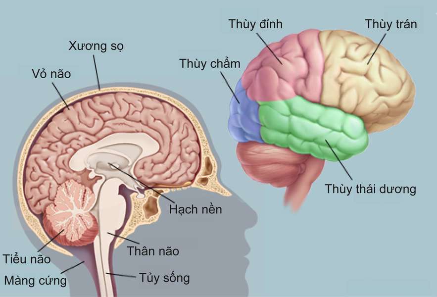 Hạch nền: Nguyên nhân, triệu chứng, chẩn đoán và điều trị