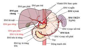 Hội chứng gan thận: Nguyên nhân, triệu chứng, chẩn đoán và điều trị