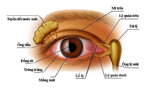 Tắc tuyến lệ: Nguyên nhân, triệu chứng, chẩn đoán và điều trị