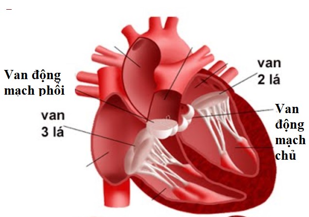 Hở van động mạch chủ: Nguyên nhân, triệu chứng, chẩn đoán và điều trị