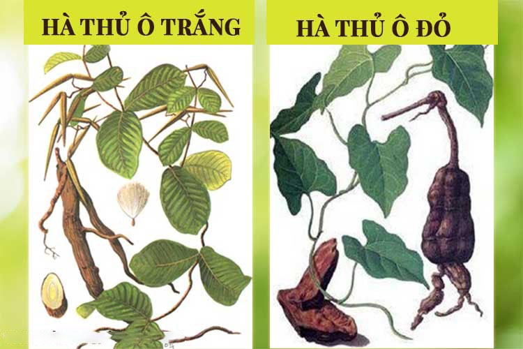 Hà Thủ Ô Đỏ - Trắng