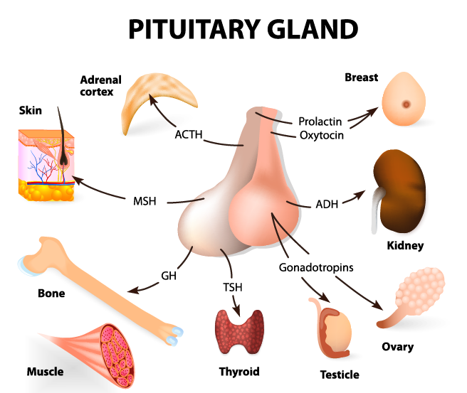 Những điều không thể bỏ qua về U tuyến Yên