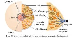 Giãn ống dẫn sữa. Nguyên nhân, triệu chứng, chẩn đoán và điều trị