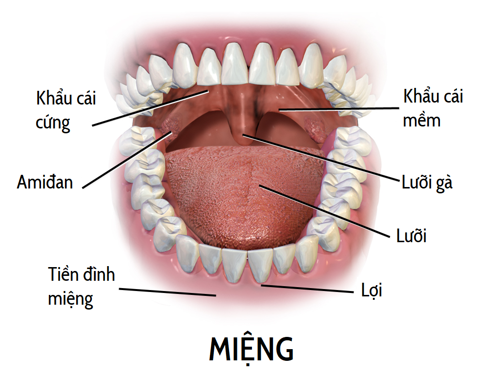 Ung thư khoang miệng: Nguyên nhân, triệu chứng, chẩn đoán và điều trị