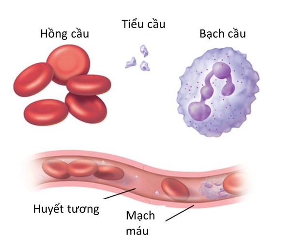 Tổn thương hệ tạo máu ở người bệnh lupus ban đỏ hệ thống