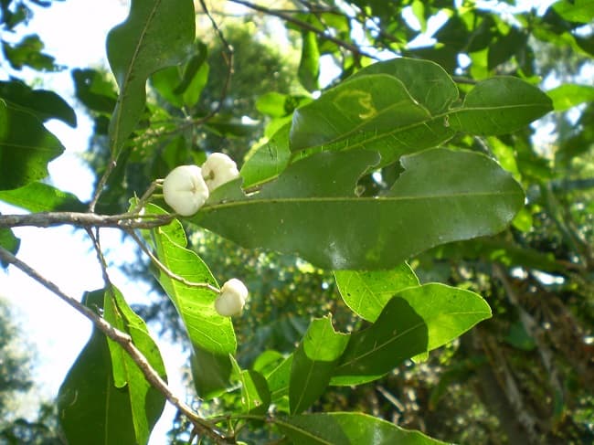 Bưởi Bung